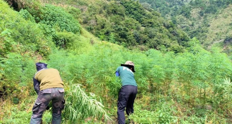 P11.6-M marijuana plants destroyed in Kalinga
