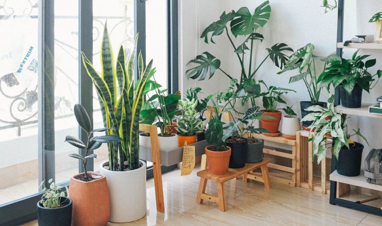 17 Indoor House Plants Recommended By NASA