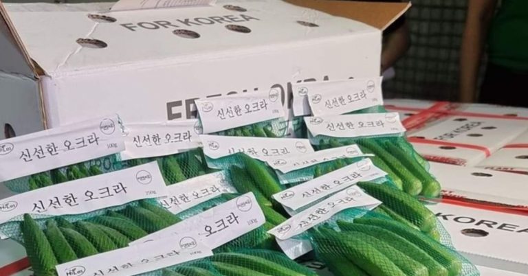 Pilipinas, Nagsimula ng mag Export ng Okra sa South Korea